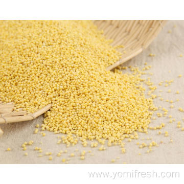 Proso Millet Rice